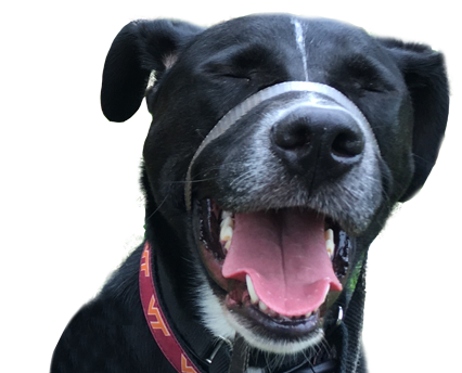 Synergy Animal Behavior Â®