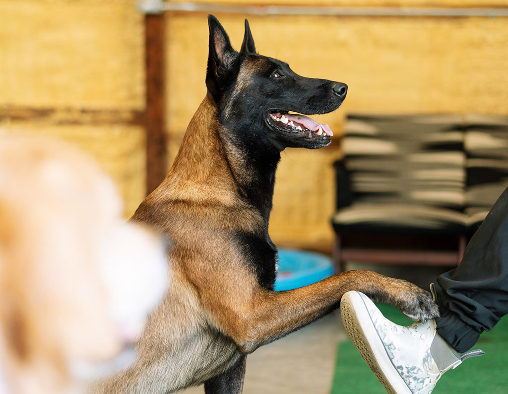 Complete Canine LLC