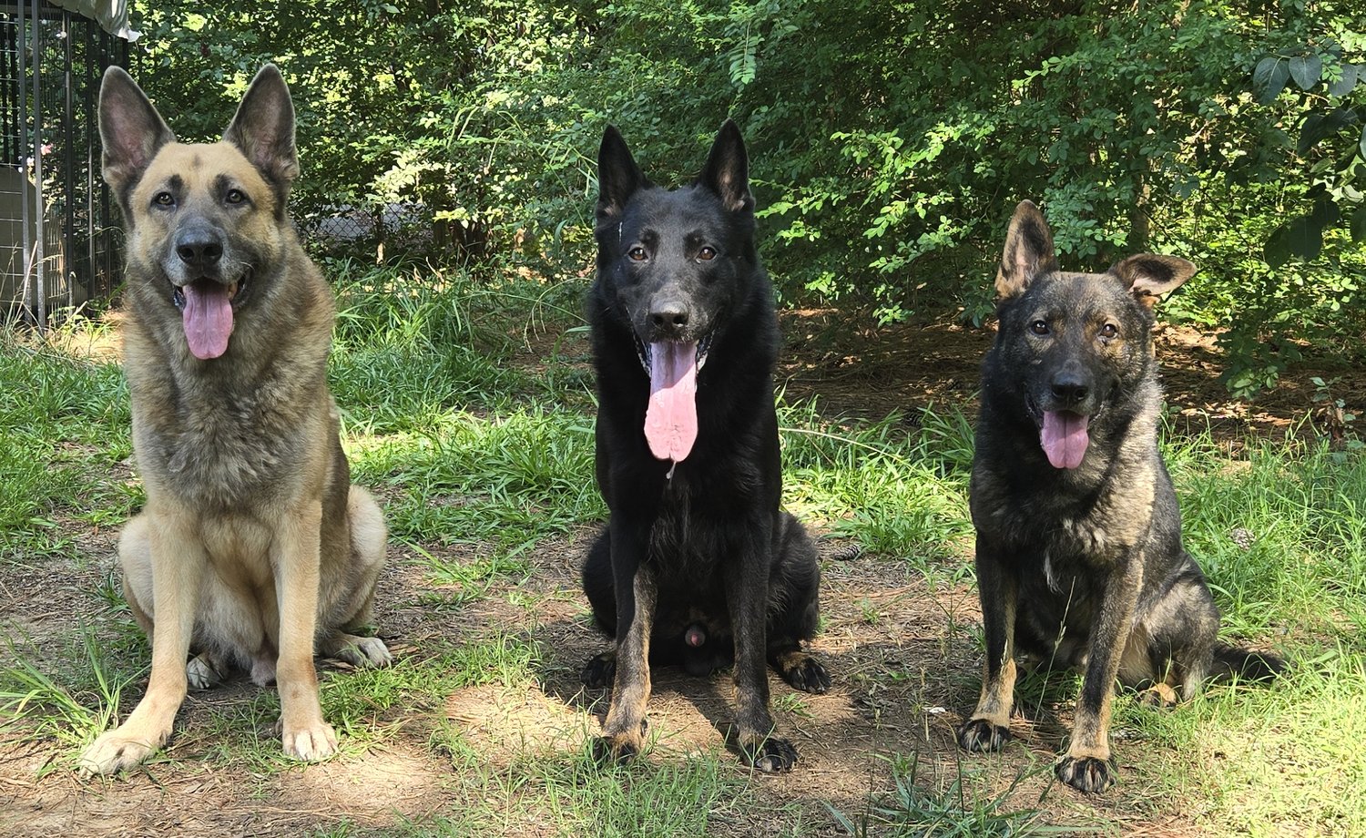 Tellez K9 Dog Training
