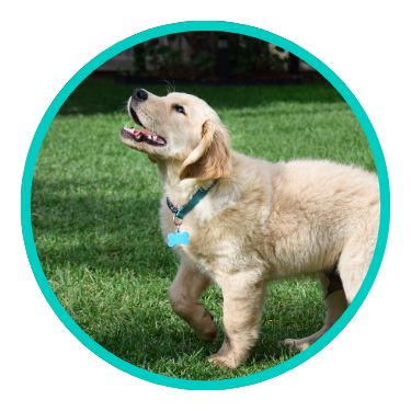 CoPaws Dog Training — dog trainer in Little Rock, AR