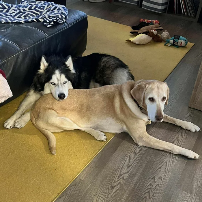 All Breed Rescue & Training