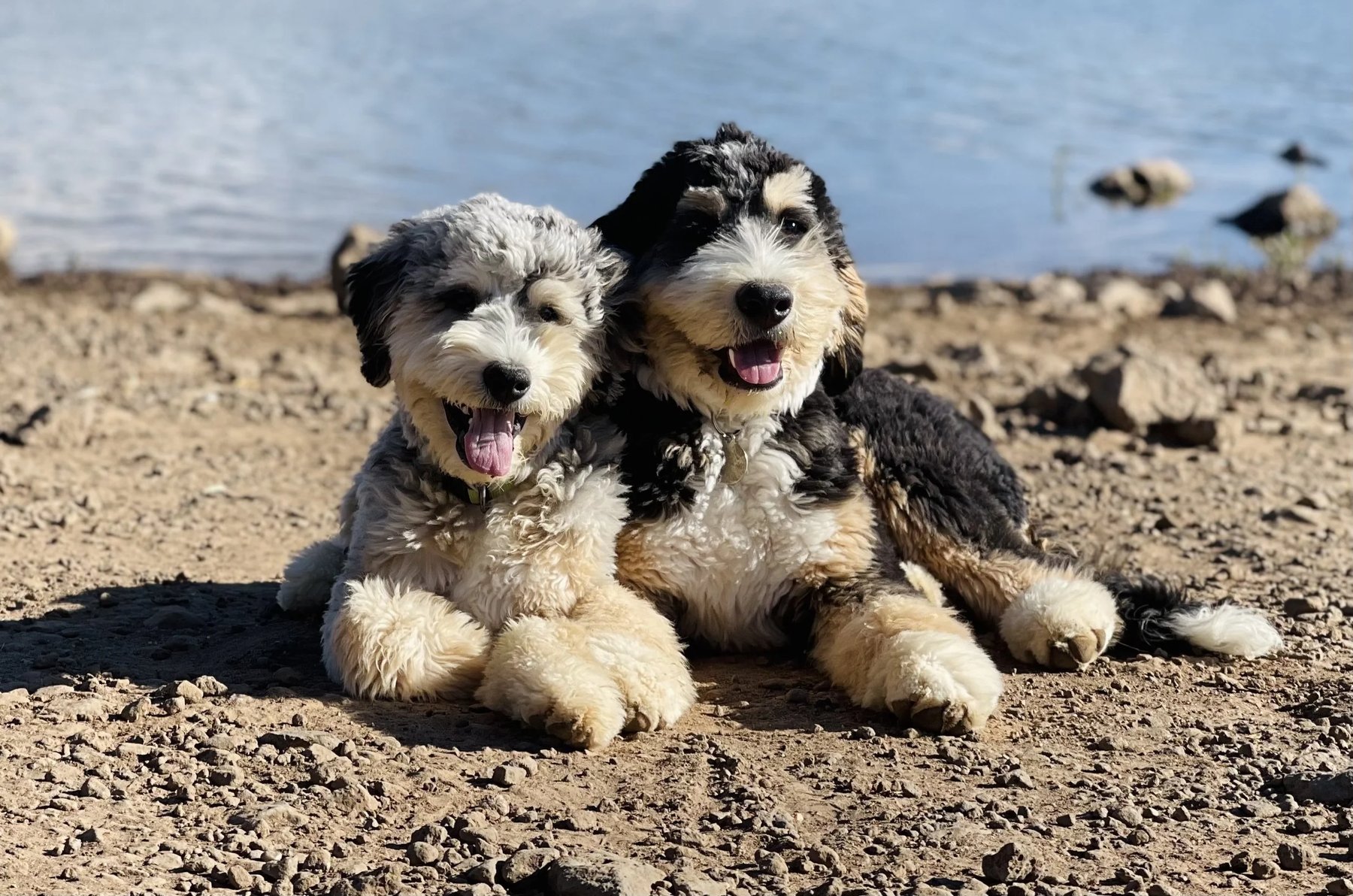 Cimarron Dog Training LLC