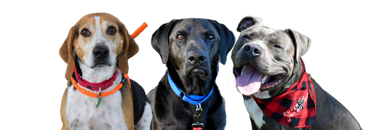 Helping Hounds Dog Rescue
