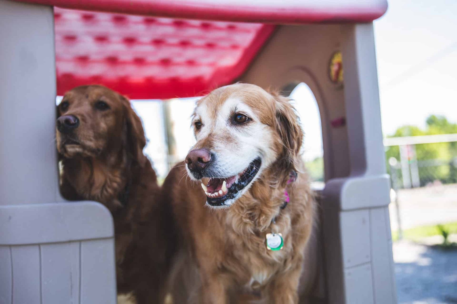 Fantastic Fido’s – Platte City