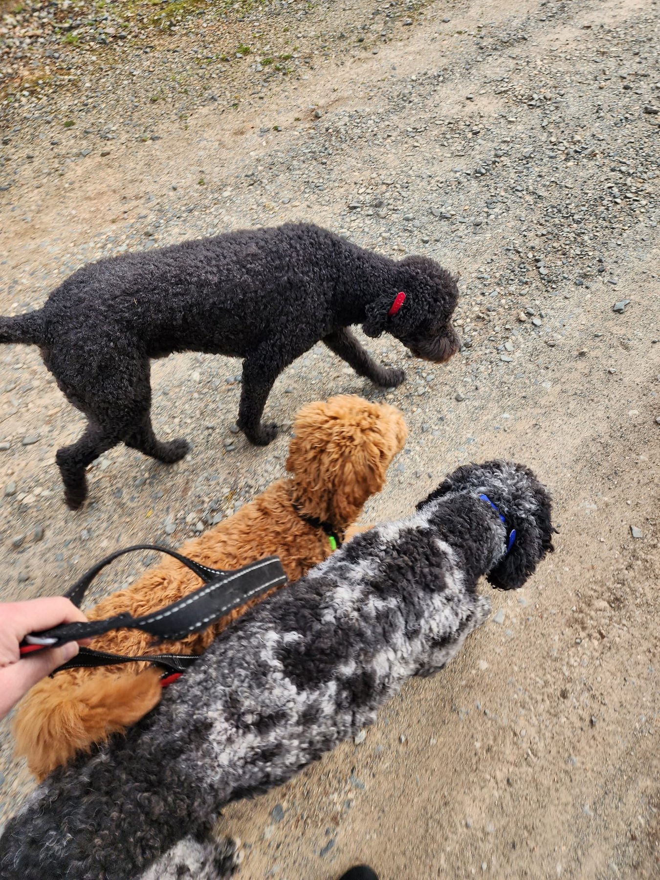 Bergland K9 Training LLC