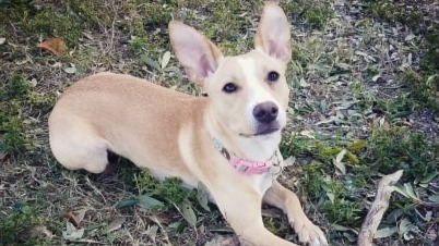 Niki the Dog Trainer, LLC