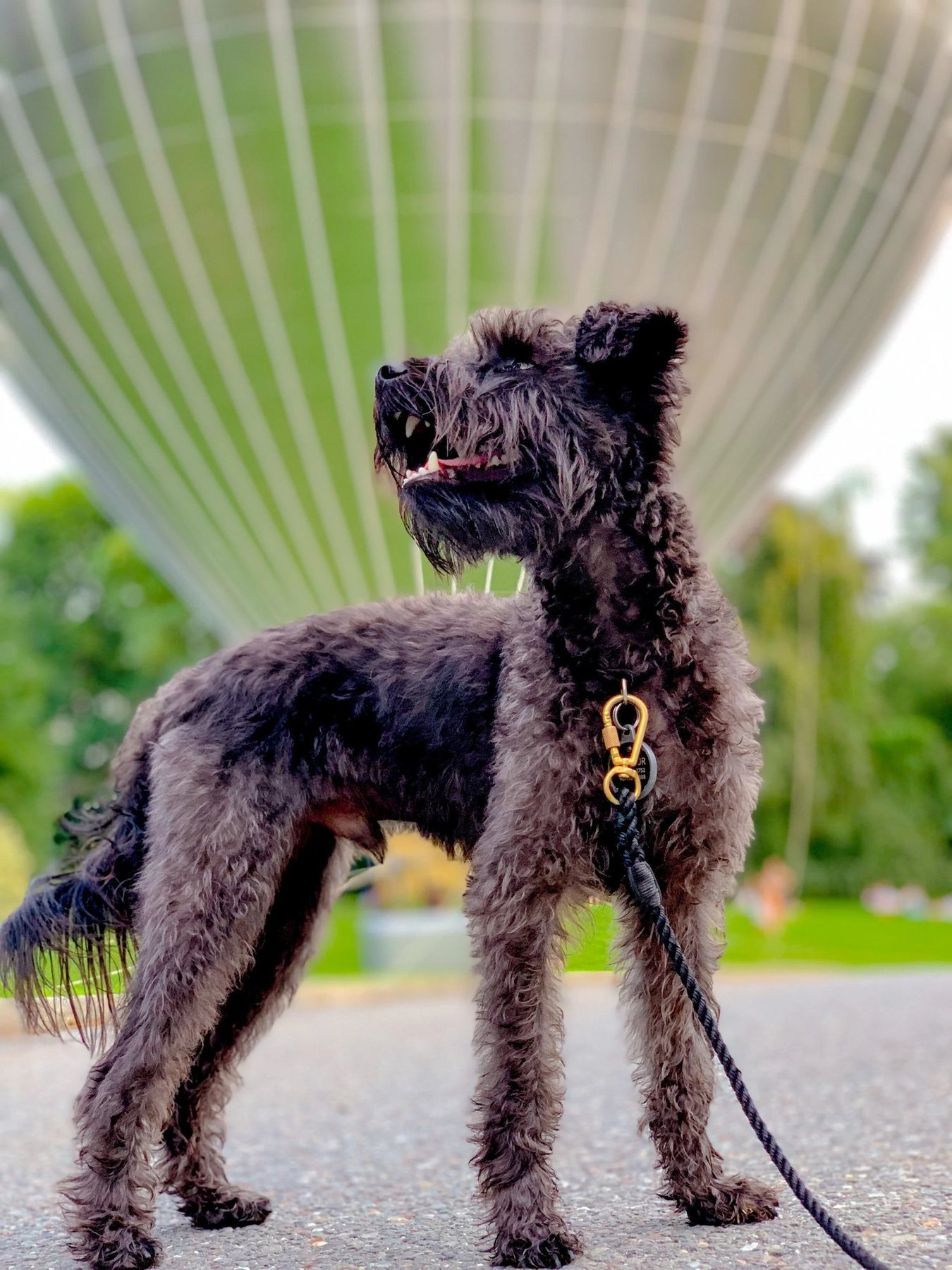 Walk N’ Roll
