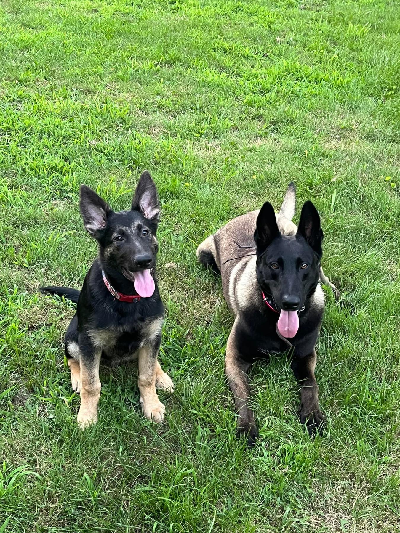 GOODBOYce K9 — dog trainer in Staunton, VA