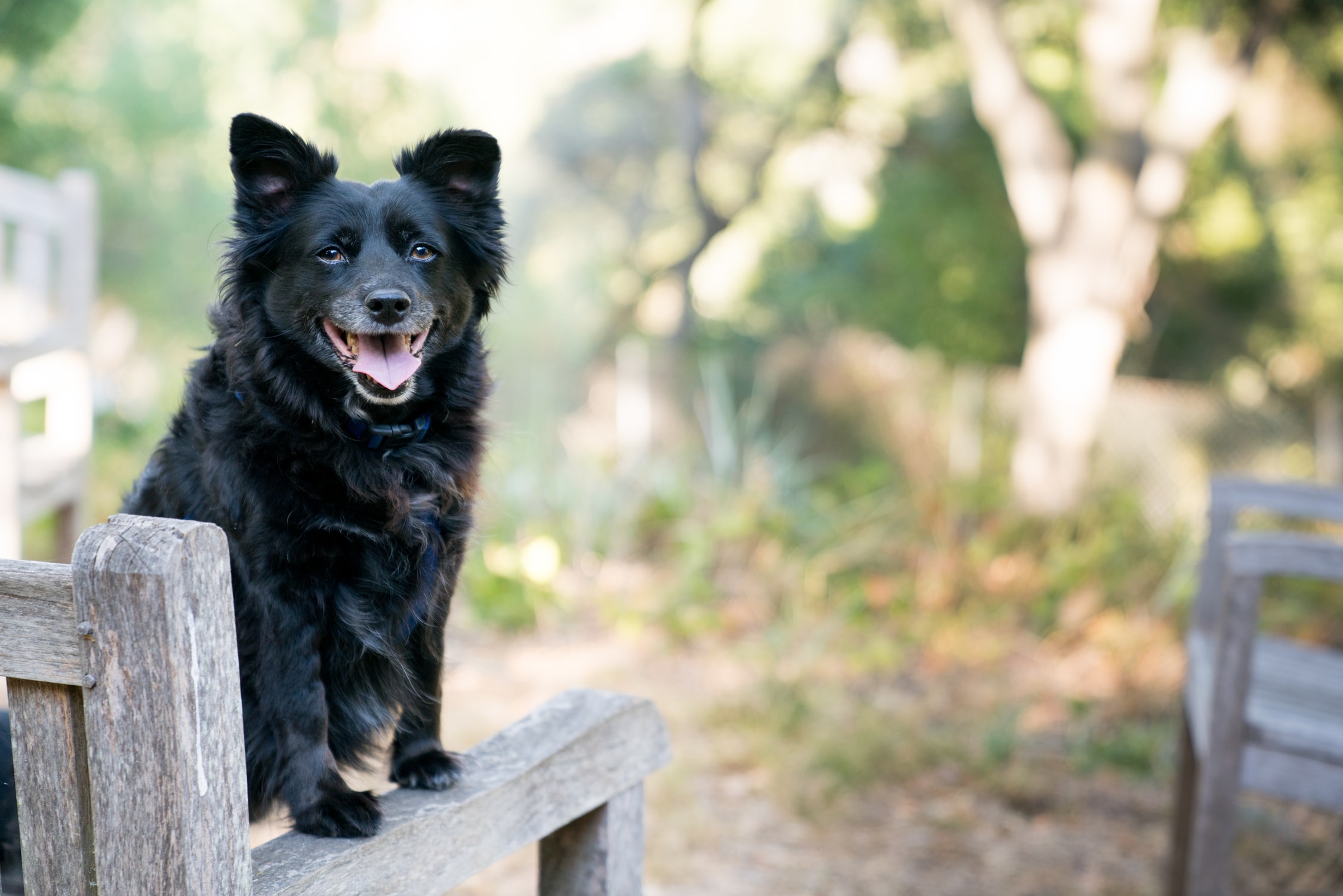 Second City Dog Training