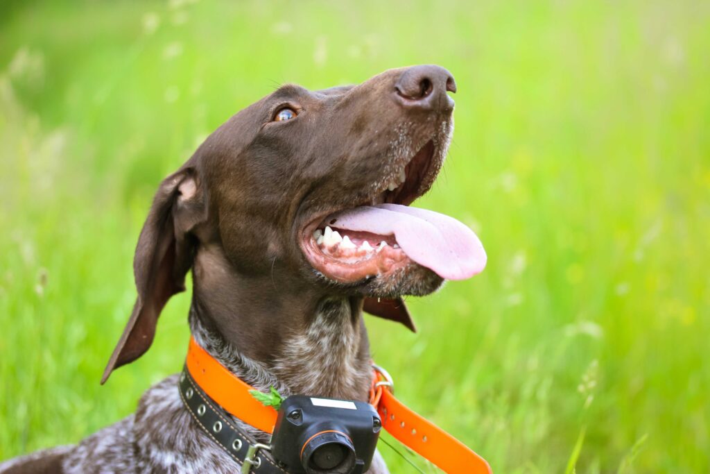 Backcountry Canine