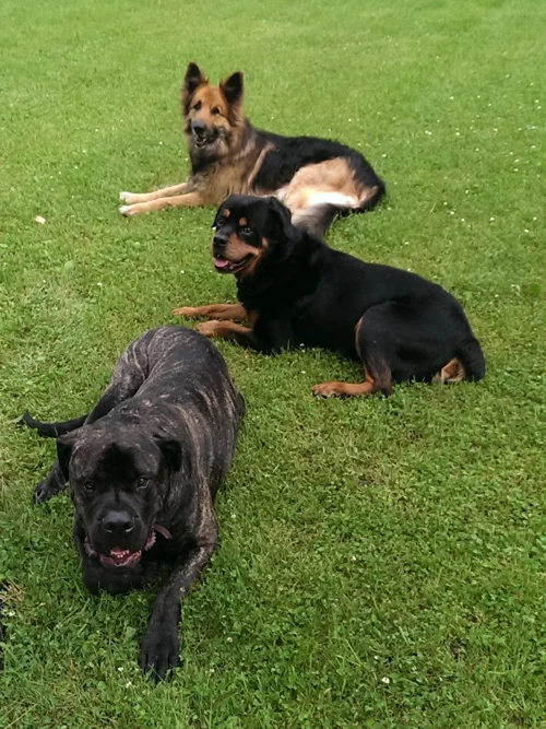 Balanced K9 Training