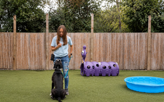 Zen Doggy Den | Dog Training Boarding Day Care