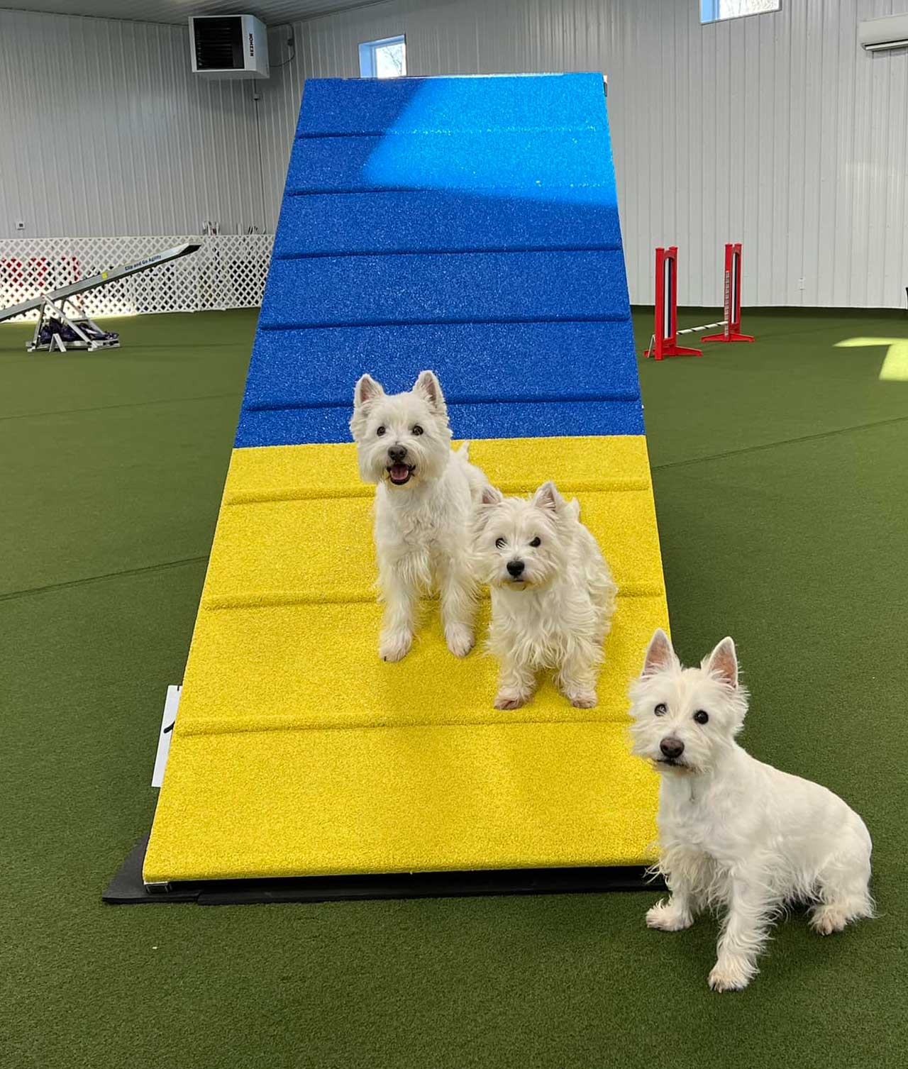 Dream Dogs Training Center
