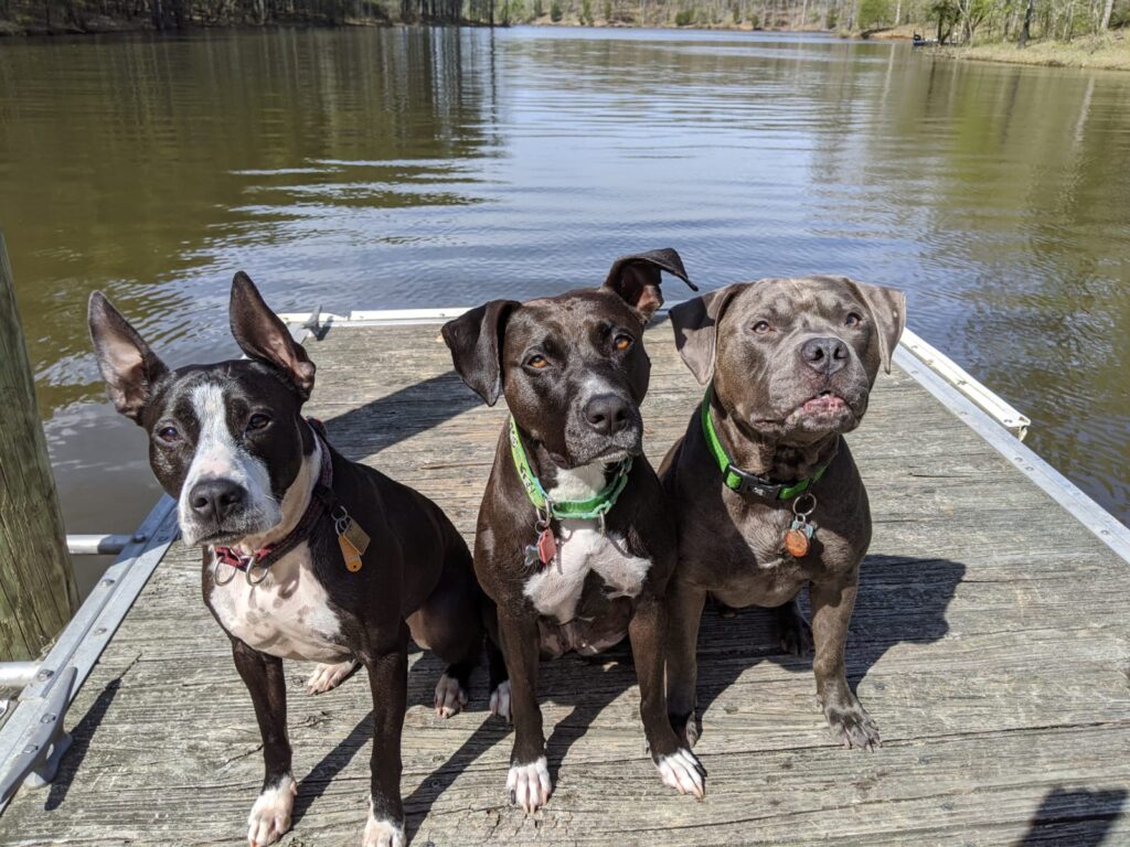 Rioghal Canine Knoxville