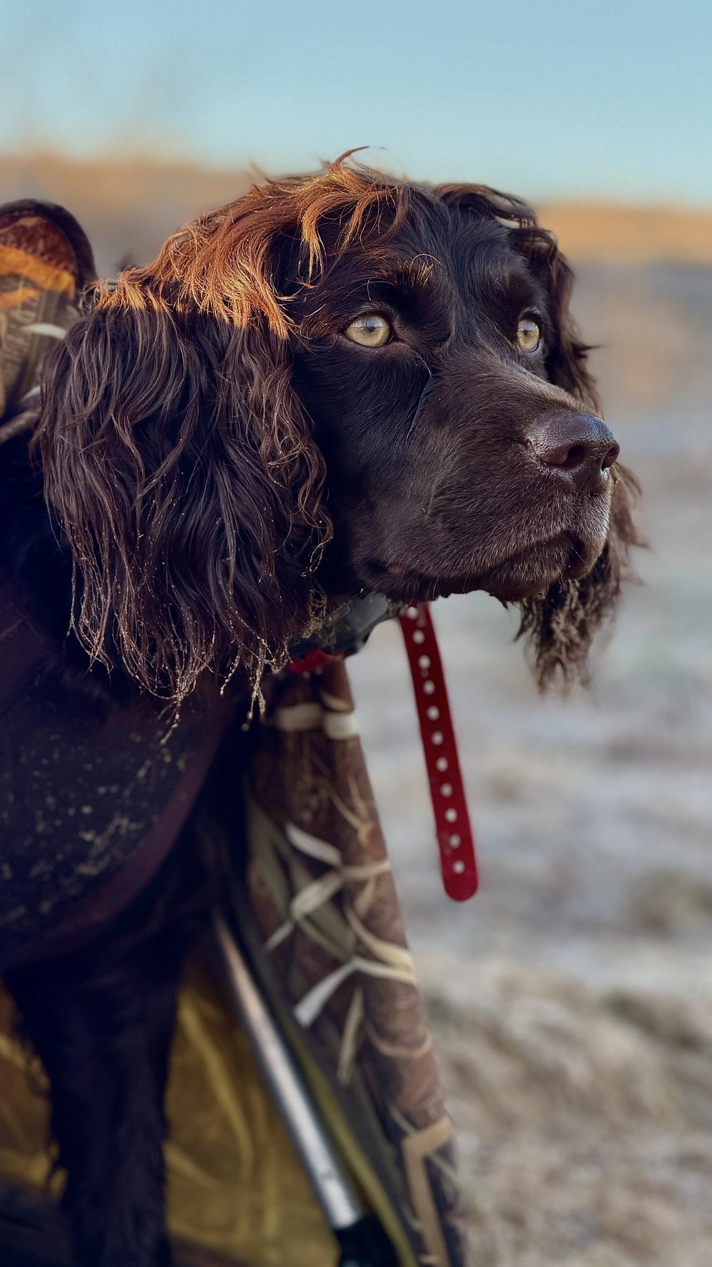 bishop gun dogs