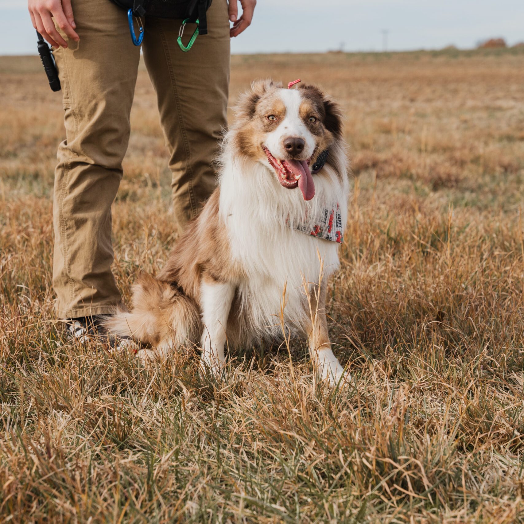 R and R Kennels LLC