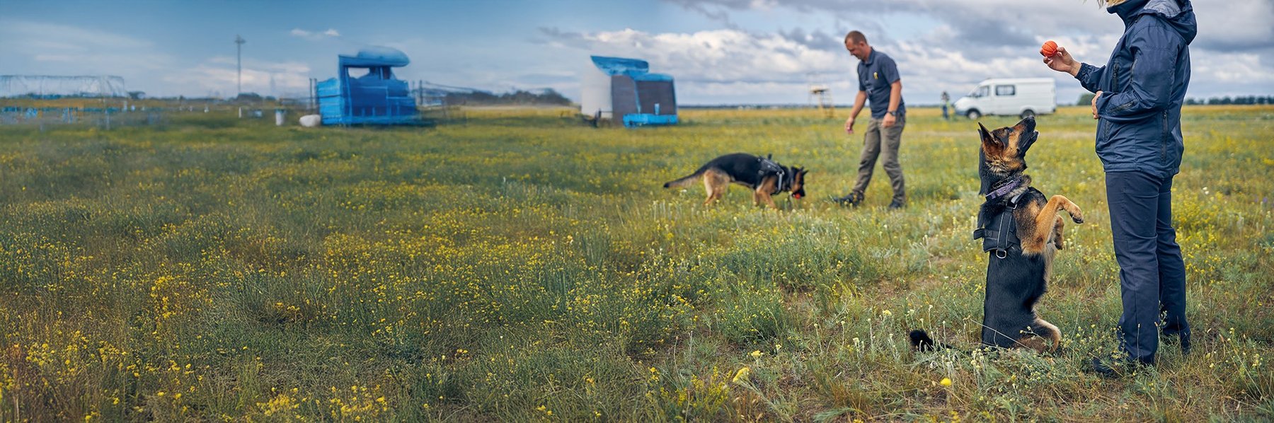 Loose Leash Dog Training
