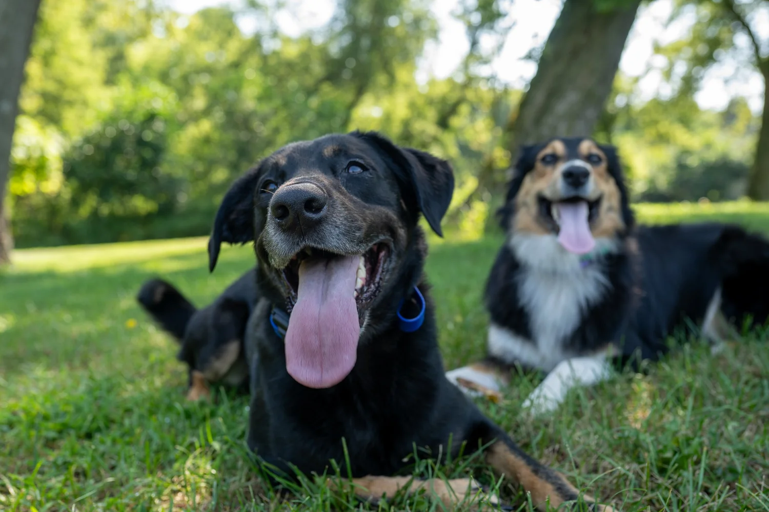 Real Life Dog Training