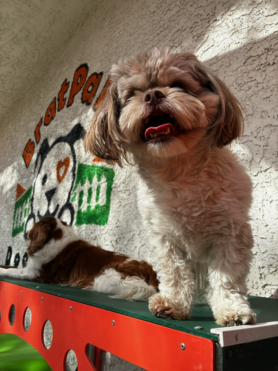 BratPak Dog Kamp – Henderson