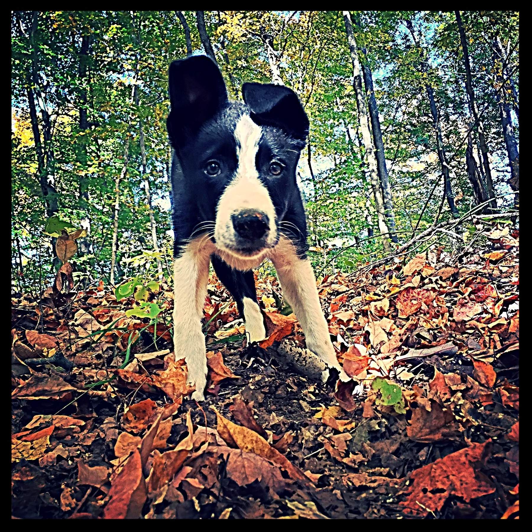 K9 Logics