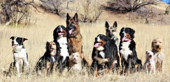 K9 Guidance to Inclusion