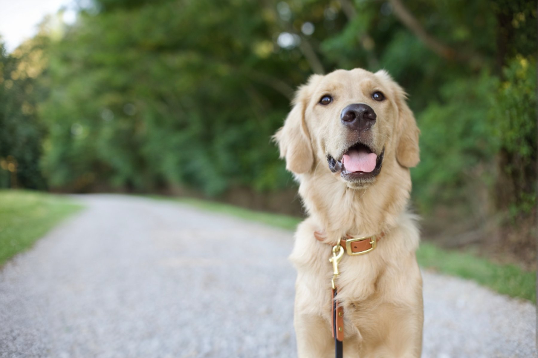 Discover Canine Dog Training