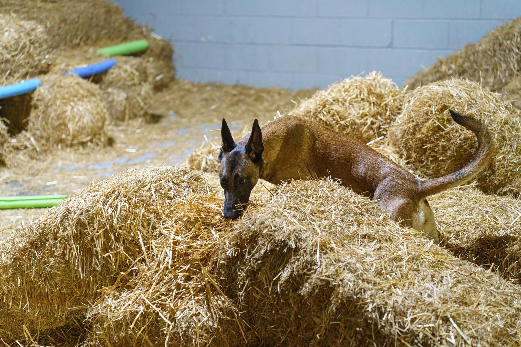 Scent Savvy Canine Center
