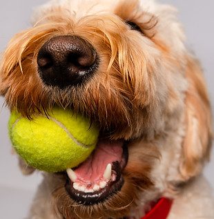 Tails of Success Dog Training