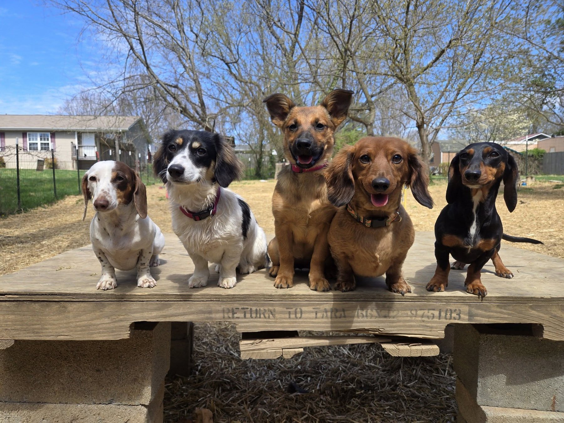 Pets in Progress LLC