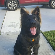 Absolutely Pawsitive Canine LLC