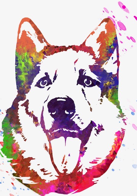 BOLD Dog Training — dog trainer in Overland Park, KS