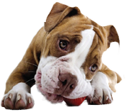 Sit Happens Dog Training Nashville
