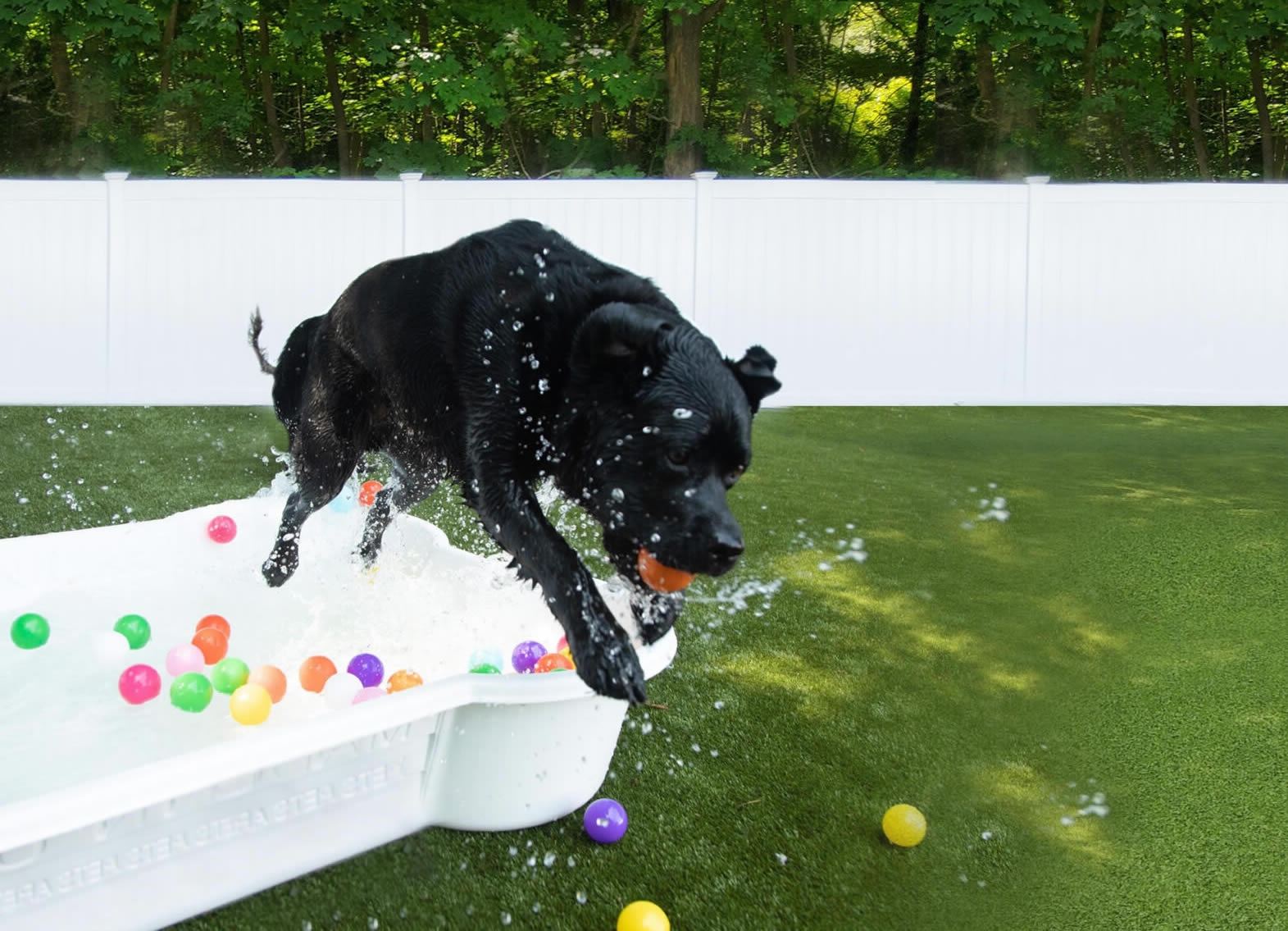 Wiggles Pet Resort — dog trainer in Peekskill, Northern Westchester & Putnam, NY