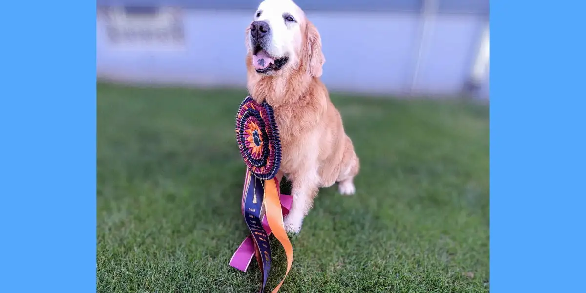 Glens Falls Kennel Club