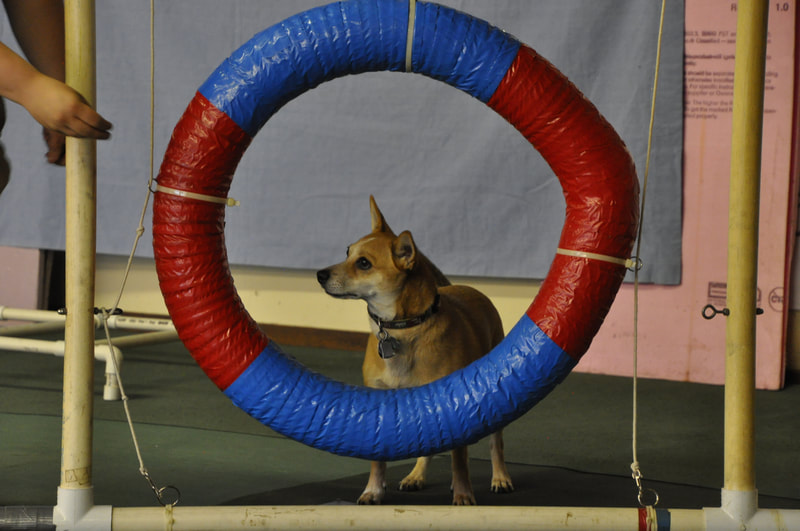 Shelby County Obedience Club