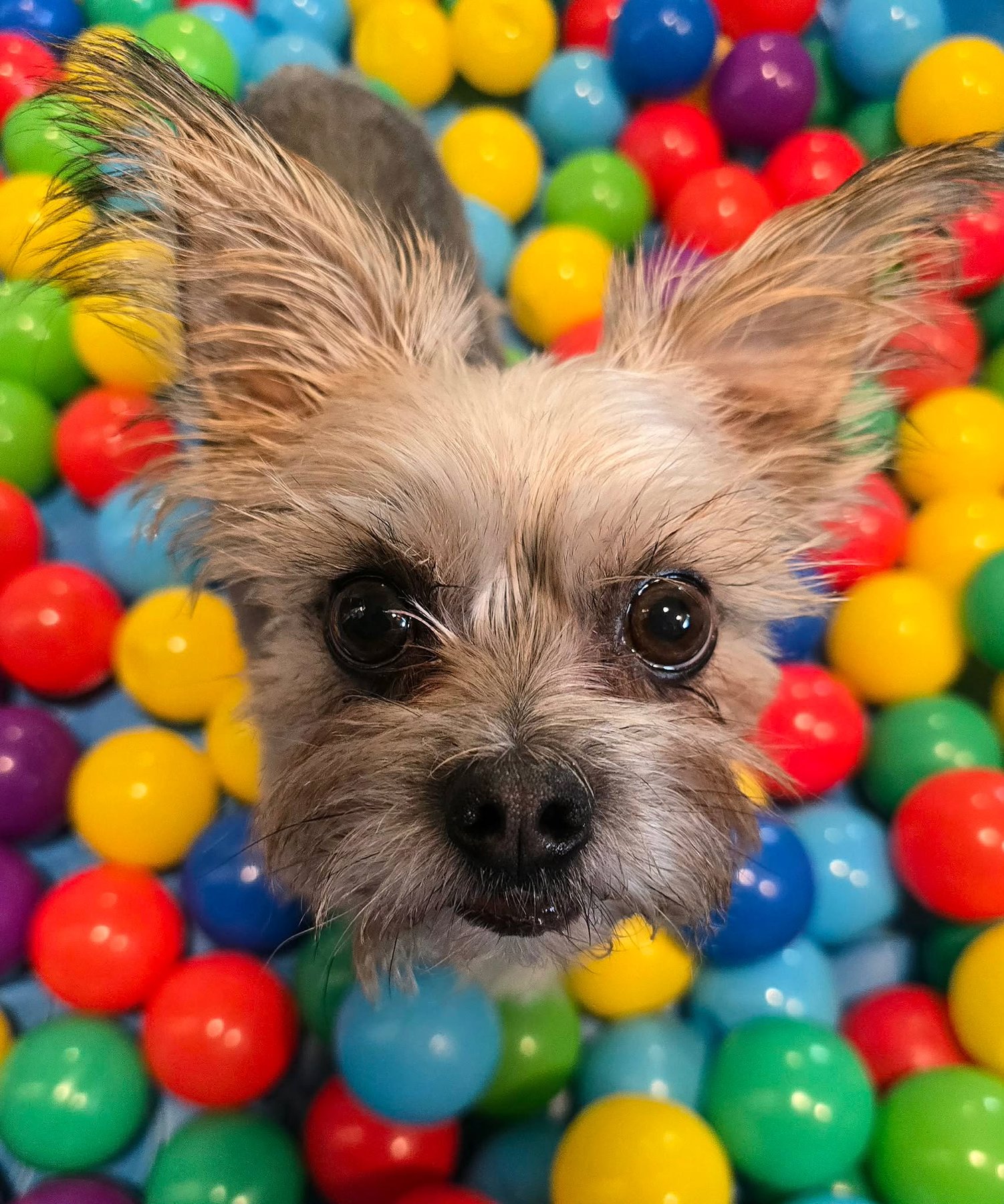 Pawsitive Dog Training