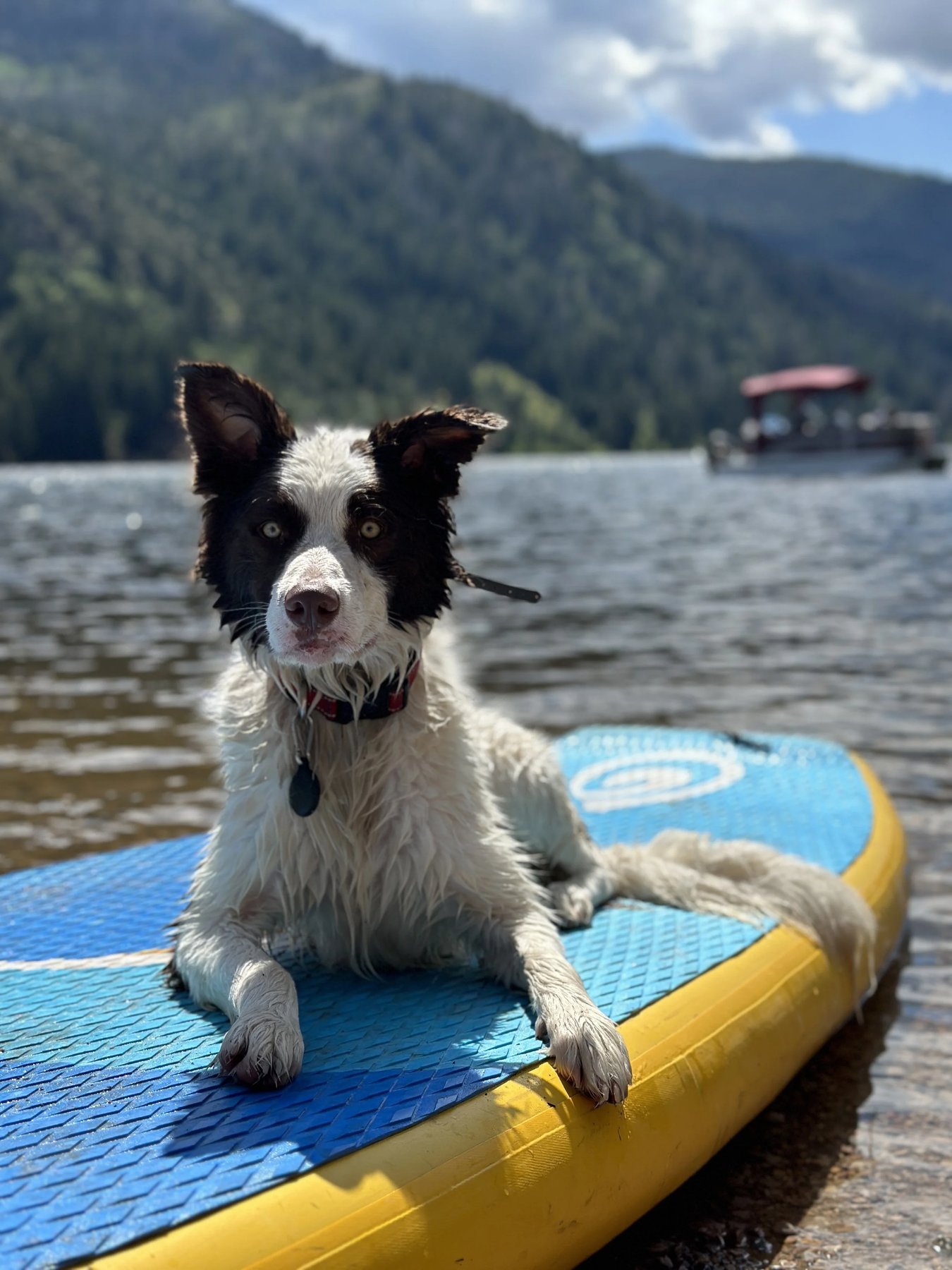 Canyons Canine Training