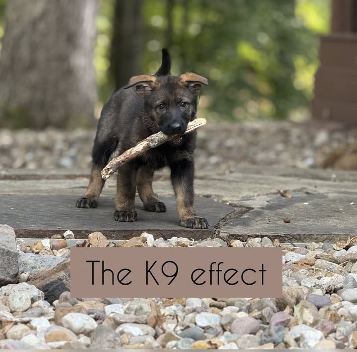 The K9 Effect