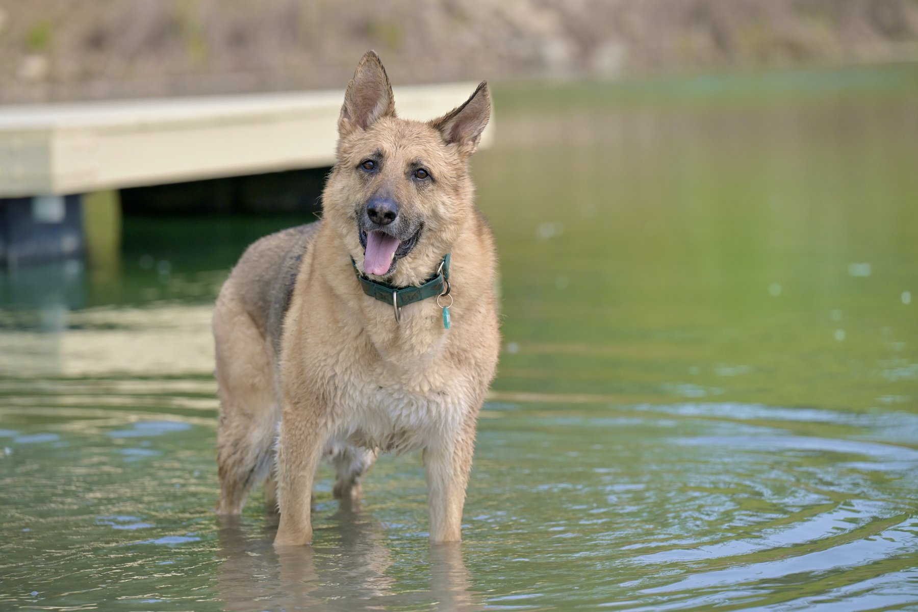 Freedom Found Dog Behavior & Training