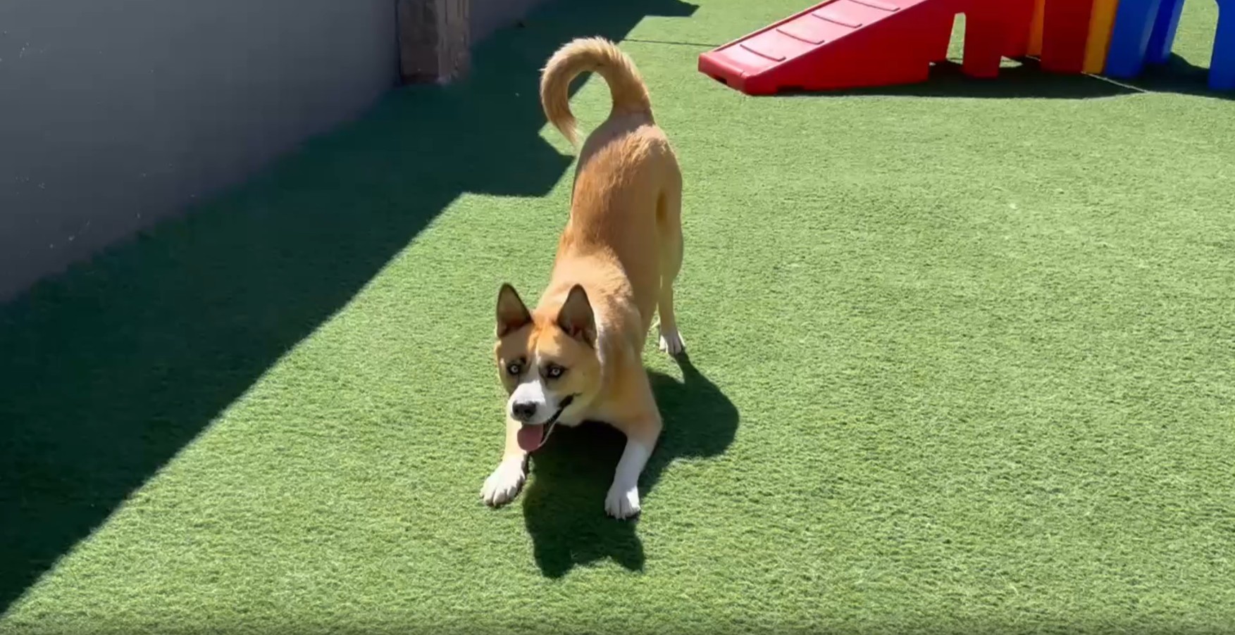 Under The Sun Dog Training and Daycare