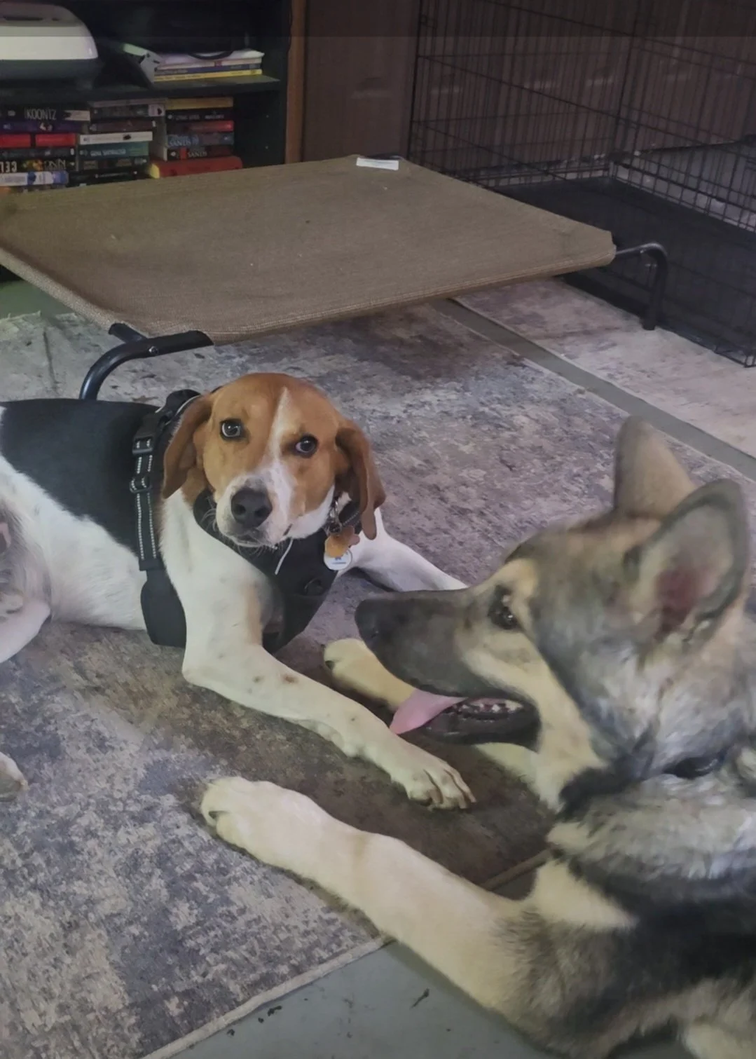 Durben Dog Training and More, LLC