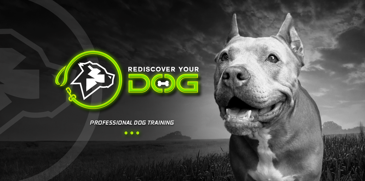 Rediscover Your Dog logo
