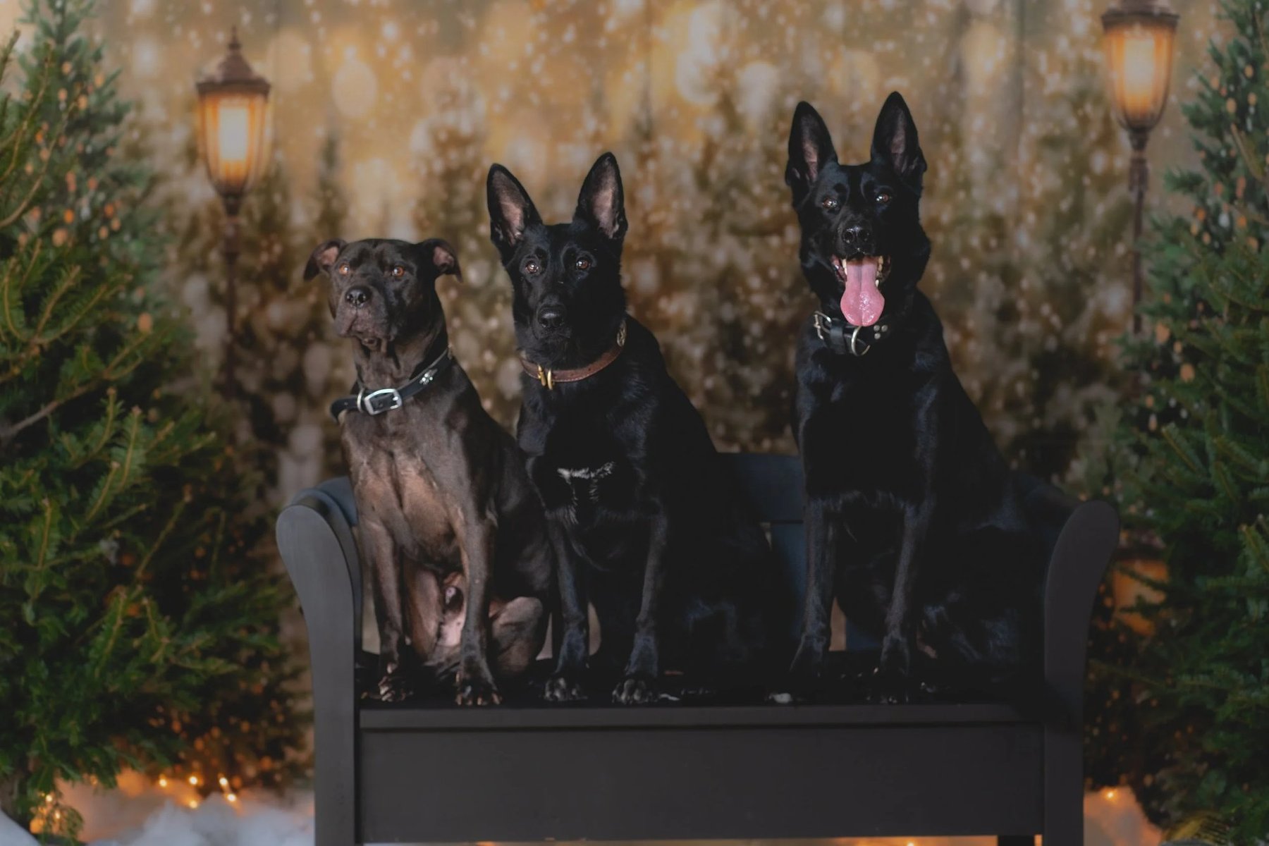 Genetic Canine — dog trainer in Islip & Central Suffolk, NY