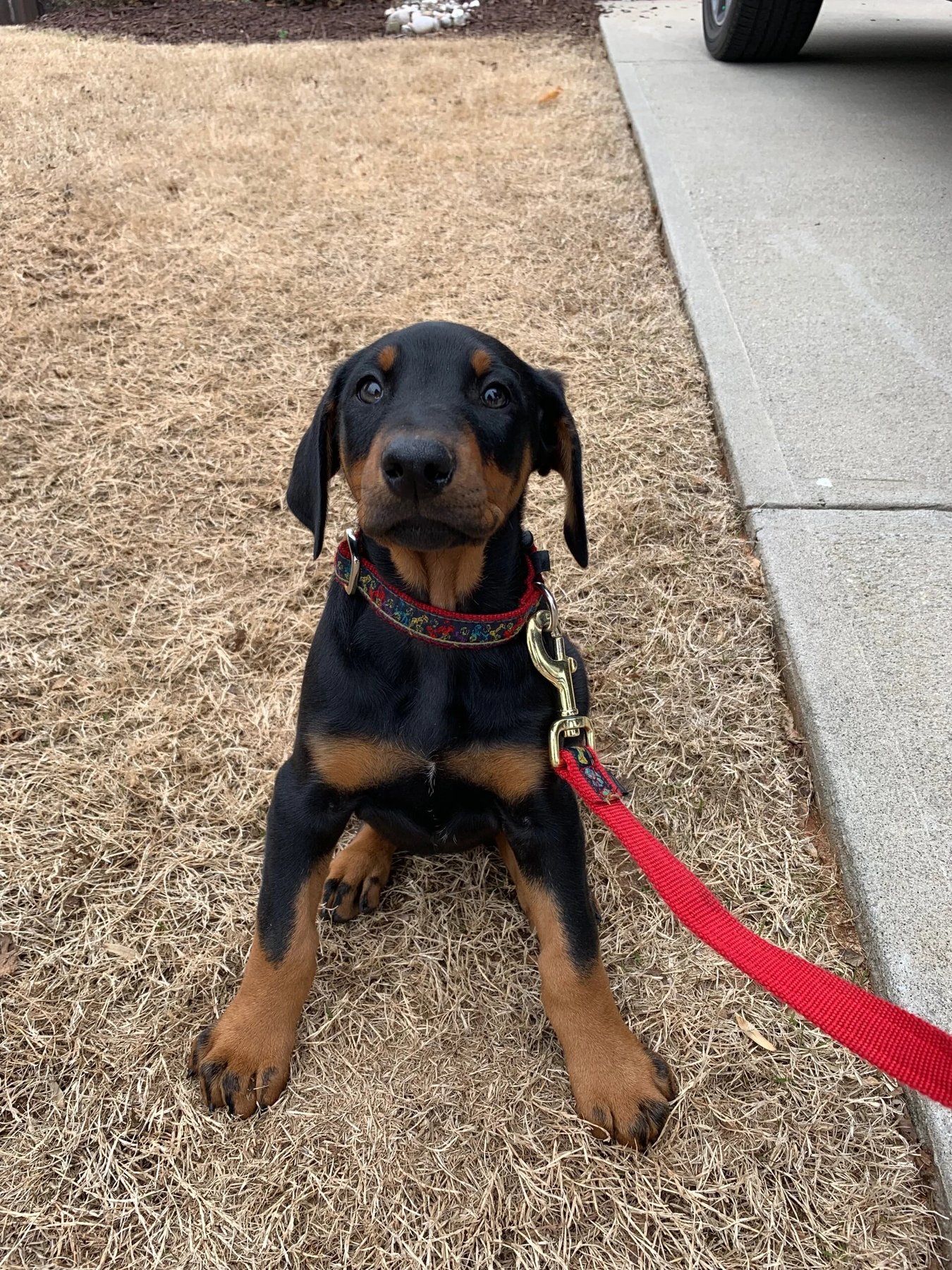 Pawsitive Reinforcement Dog Training