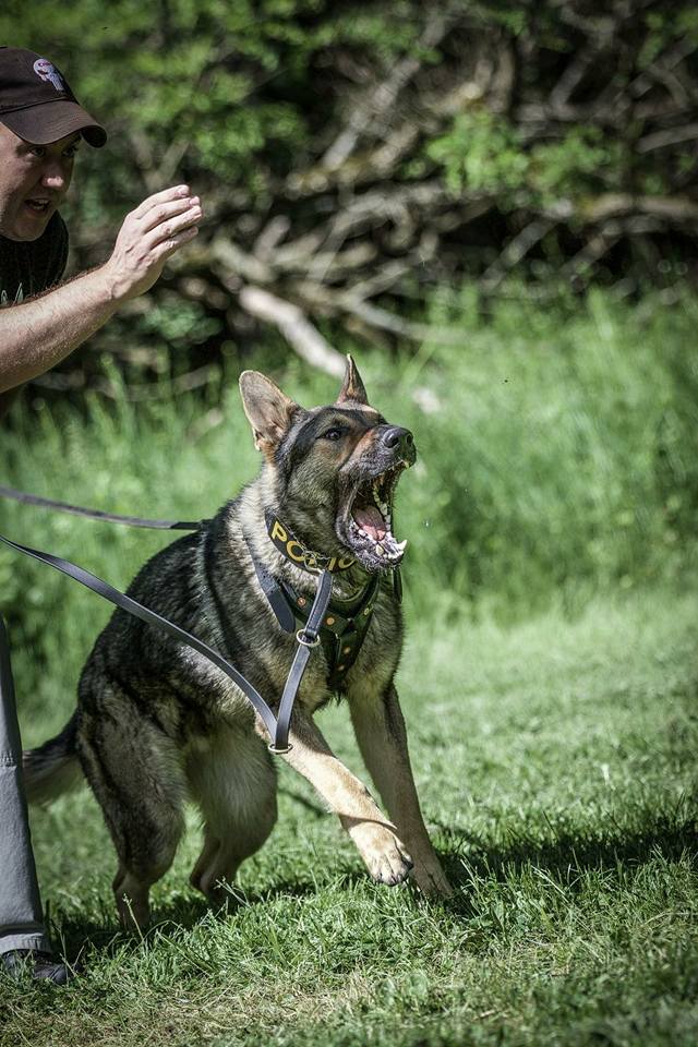 Hansen’s K9 Kennels