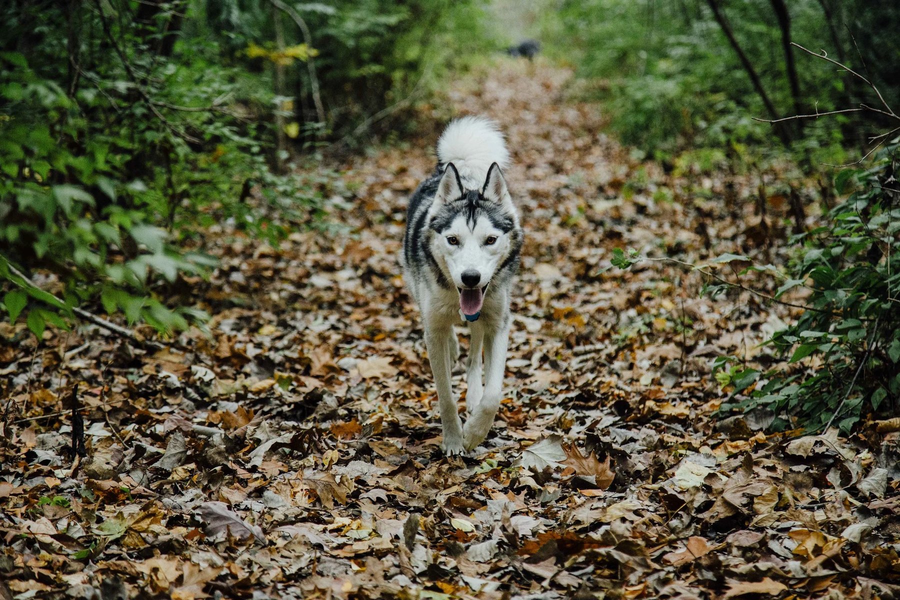 Bounding Hound