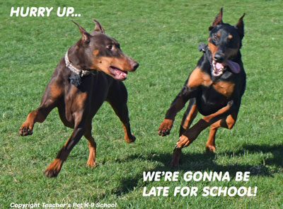 Teacher’s Pet K-9 School