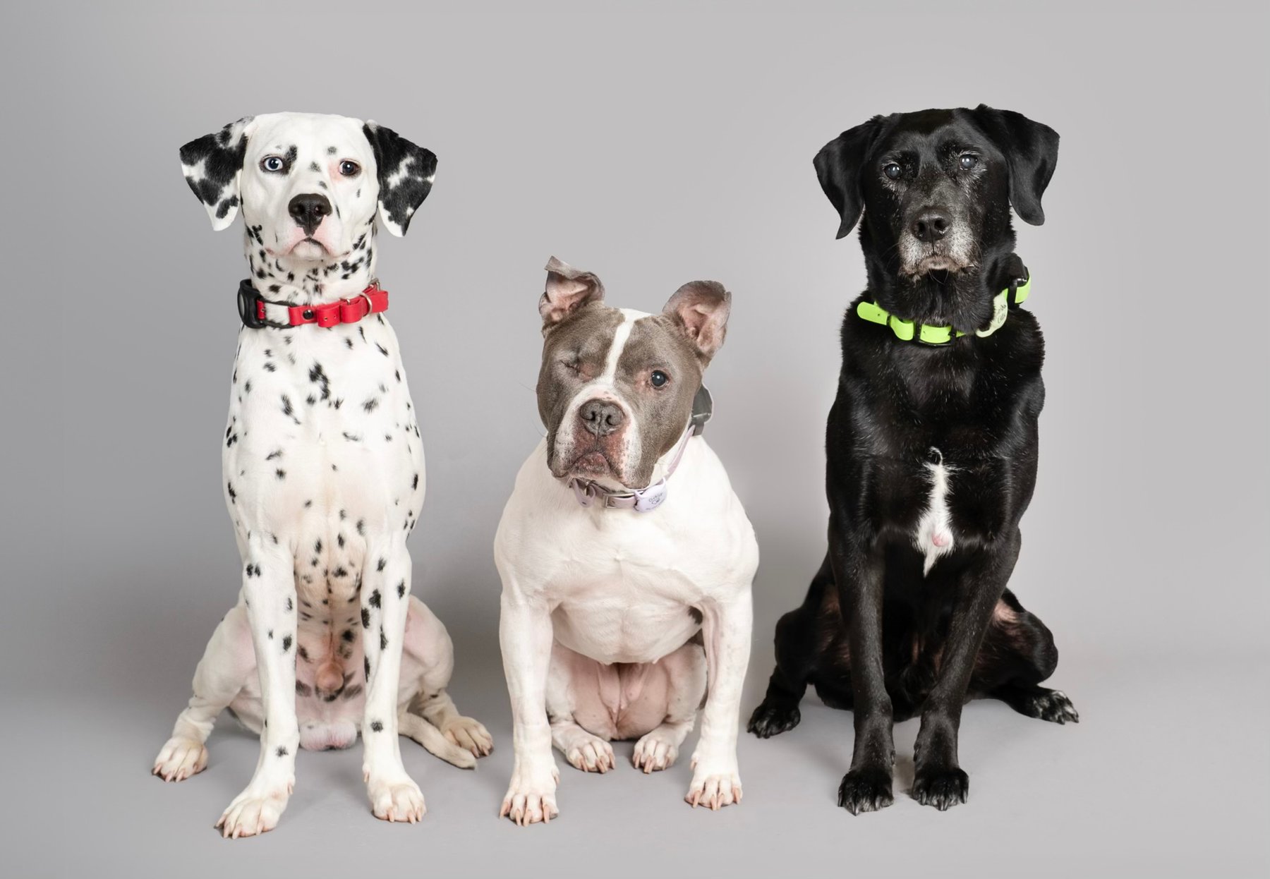 Rachel Koehler Dog Training
