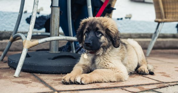 Sit Means Sit Dog Training Minneapolis