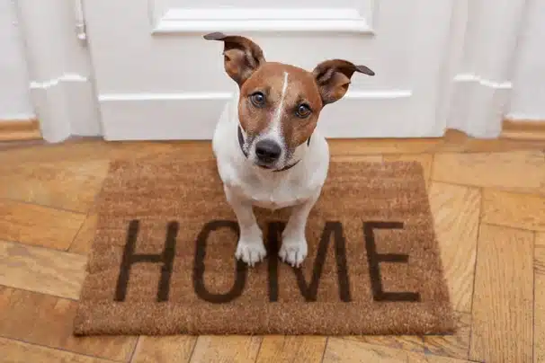 Sally Said So – Dog Trainer Jacksonville